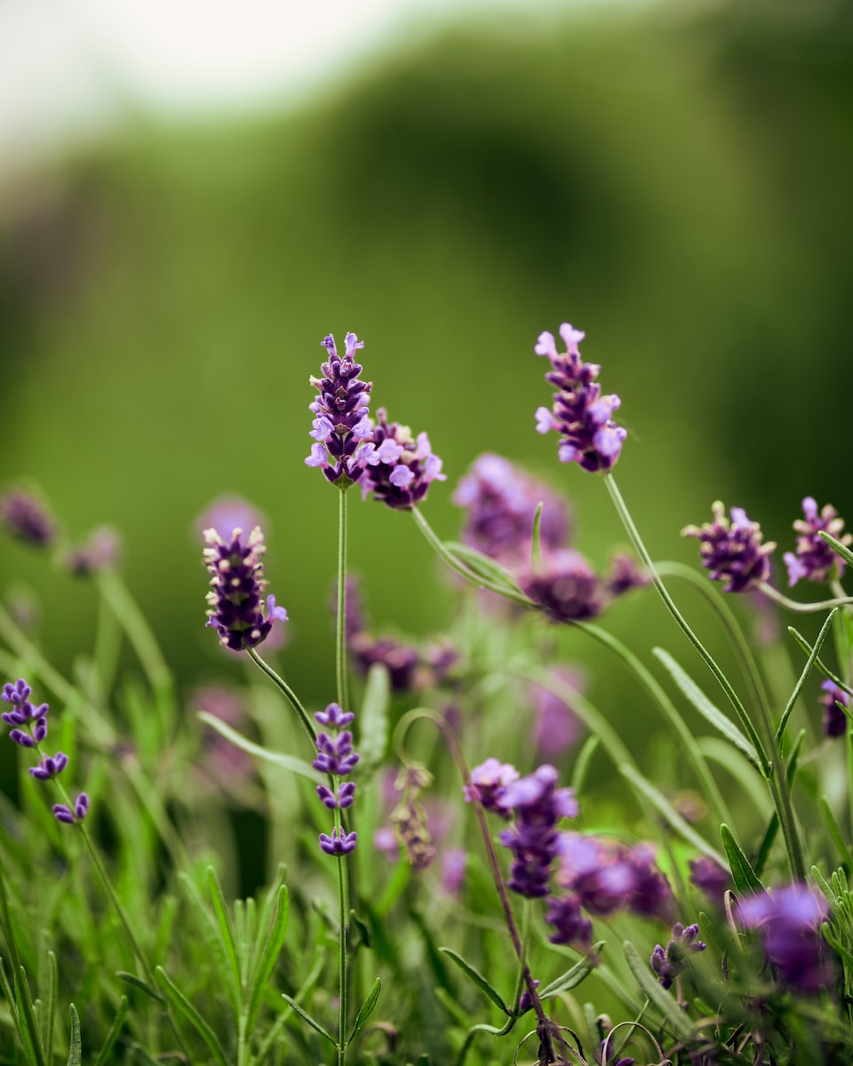 purple flower in tilt shift lens