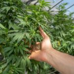 person holding green leaf plant