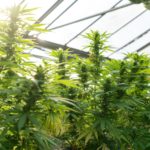 green leaf plants inside greenhouse