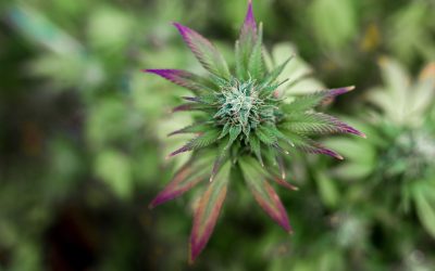 Anleitungen für die Herstellung von CBD-Tee und Kaffee